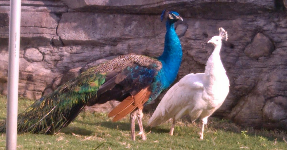 Jual Indukan Merak Biru dan Merak Putih - Ternak Ayam Hias dan Burung