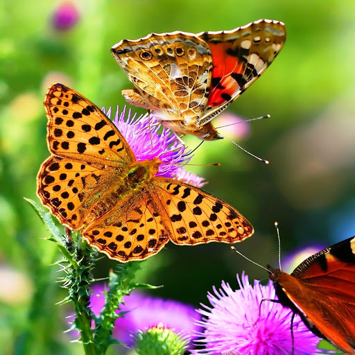 Hd-146332-ascw146332