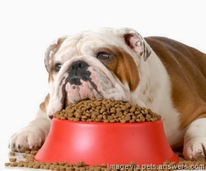 [dogs-eat-dogfood9.jpg]