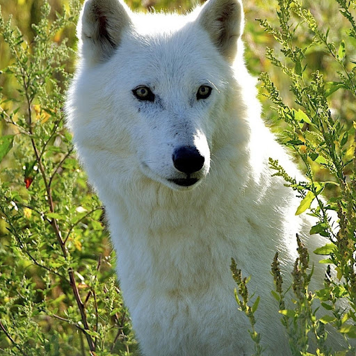 Hd-180626-ascw180626