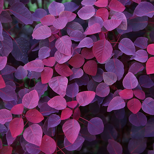 Hd-182590-ascw182590