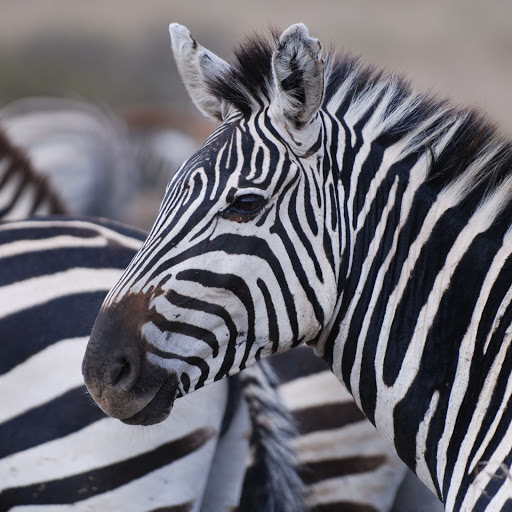 Hd-158271-ascw158271