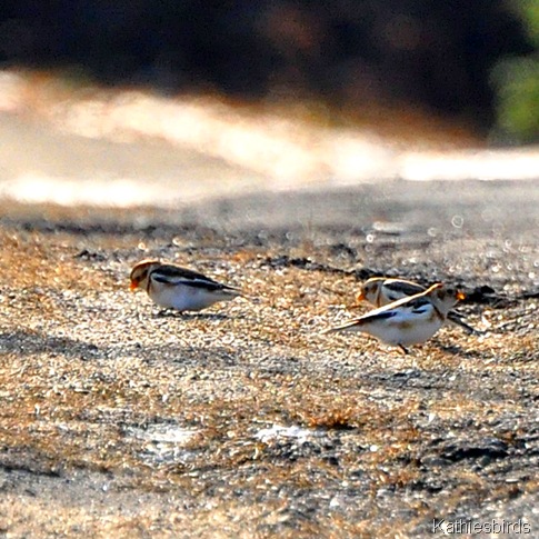 DSC_0599 Snow buntings-kab