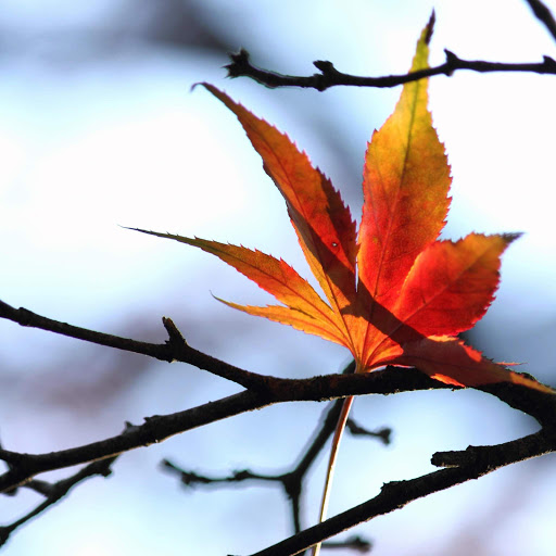 Hd-152514-ascw152514