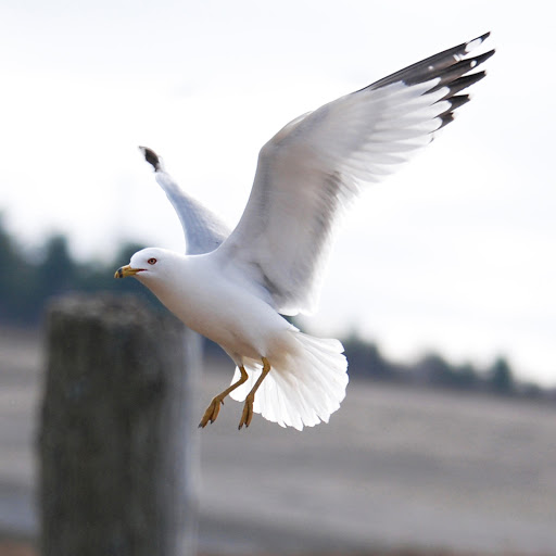 Hd-181295-ascw181295