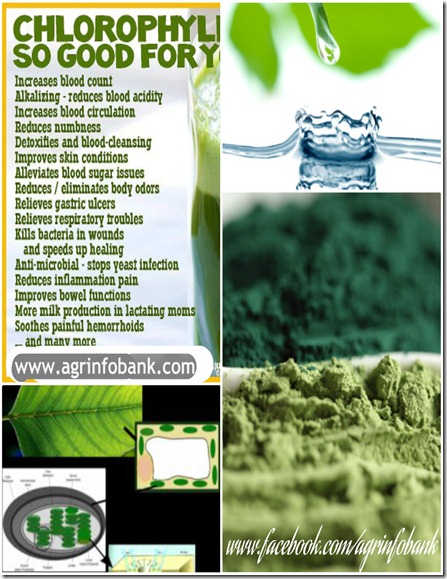 Chlorophyll - Health Benefits and Natural Food Sources 1