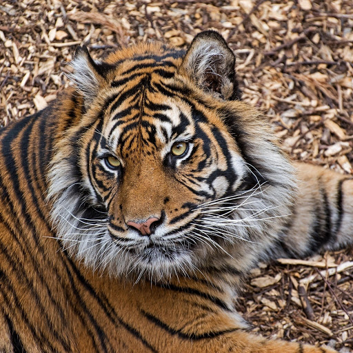 Hd-184772-ascw184772