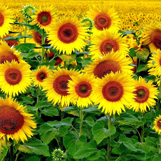 Hd-151979-ascw151979