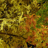 朝護孫子寺,紅葉(PK3_0193,F9,16mm,K3)2014yaotomi_.jpg