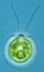 Chlamydomonas reinhardtii Chlamydomonas reinhardtii