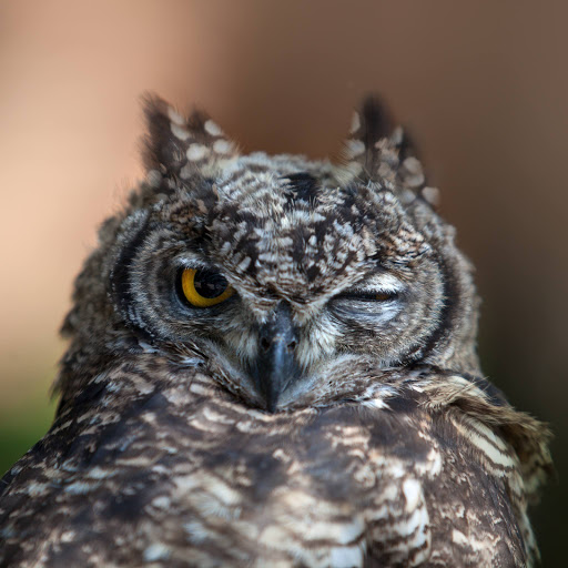 Hd-151240-ascw151240