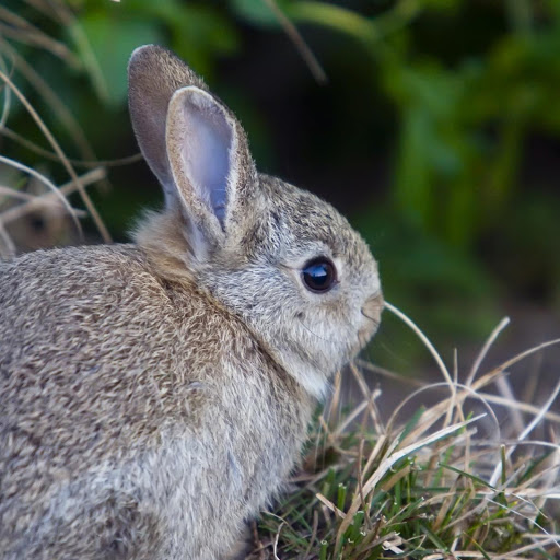 Hd-141604-ascw141604