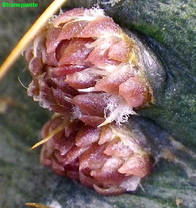 [Echinocereus%2520knippelianus%2520boccioli%2520fusto%255B3%255D.jpg]