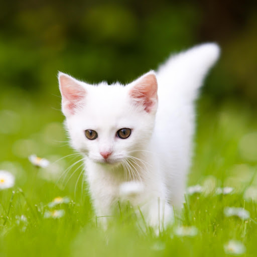 Hd-176011-ascw176011