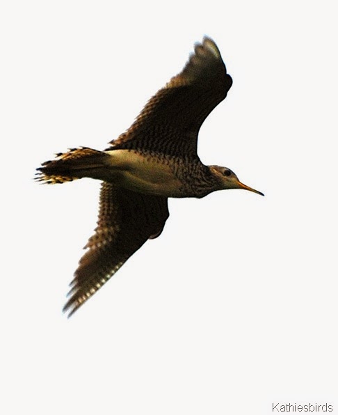 15. upland sandpiper-kab