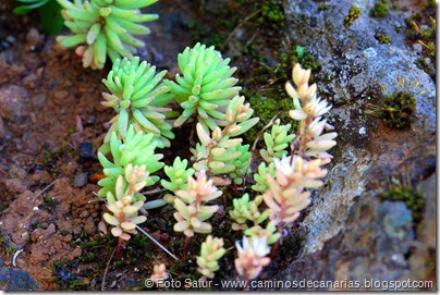 7715 La Laguna-Barranco del Laurel(Crassula jabonera) 7715 La Laguna-Barranco del Laurel(Crassula jabonera)