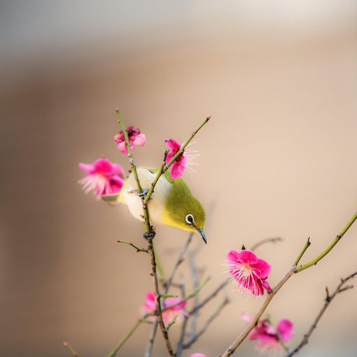 Hd-177876-ascw177876