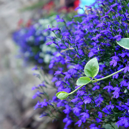 Hd-155178-ascw155178