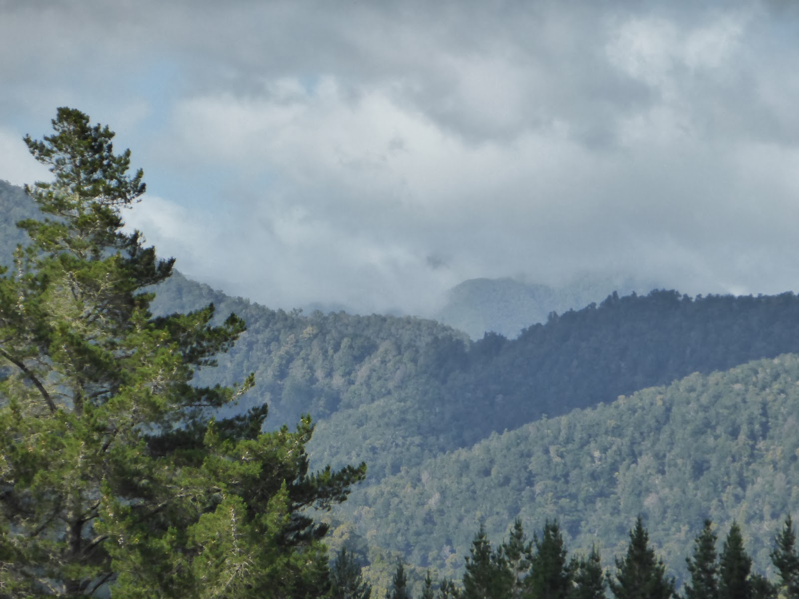 Auf der Such nach Kiwis Road Connection to Pelorus River Track