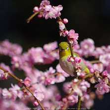 結城神社,梅花(KS2_1768,300 mm,f-6.3,KS2)2015yaotomi_ 1.jpg