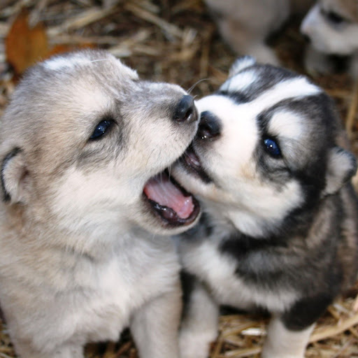 Hd-166228-ascw166228