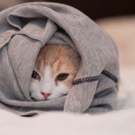 Hd-155868-ascw155868