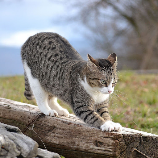 Hd-155983-ascw155983