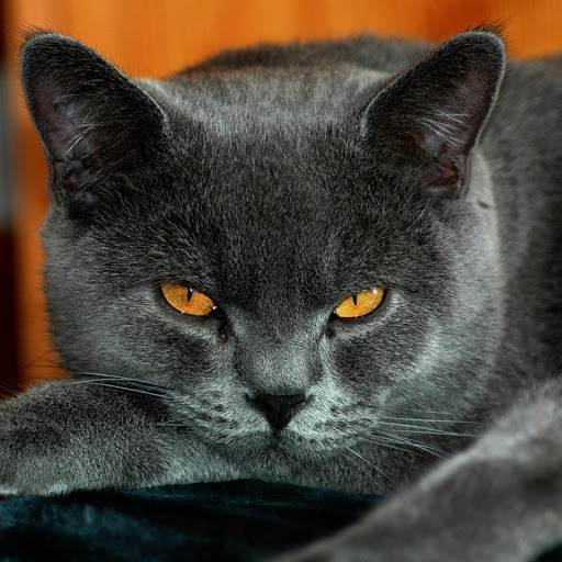 Hd-185108-ascw185108