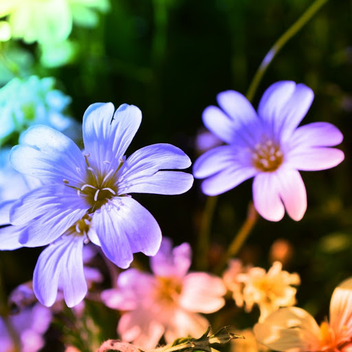 Hd-155062-ascw155062