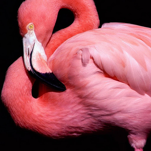 Hd-136412-ascw136412