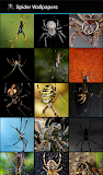 Spider Wallpapers