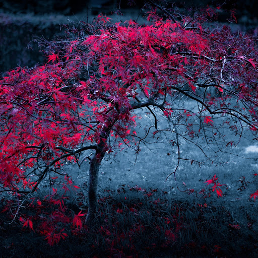 Hd-151118-ascw151118