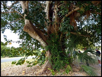 10f3 - Tree Walk - Huge Stangler Fig