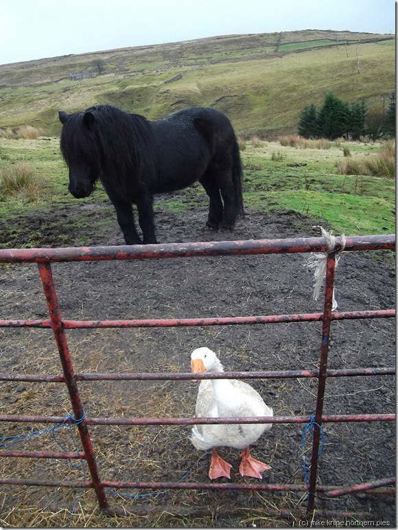 horse and goose