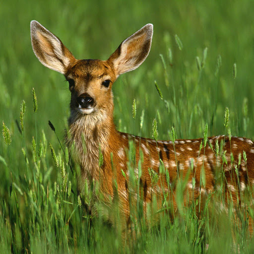 Hd-151247-ascw151247