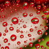 flowerdrops by Huybrighs Marc -  