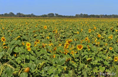 Sunflower Field near Crookston