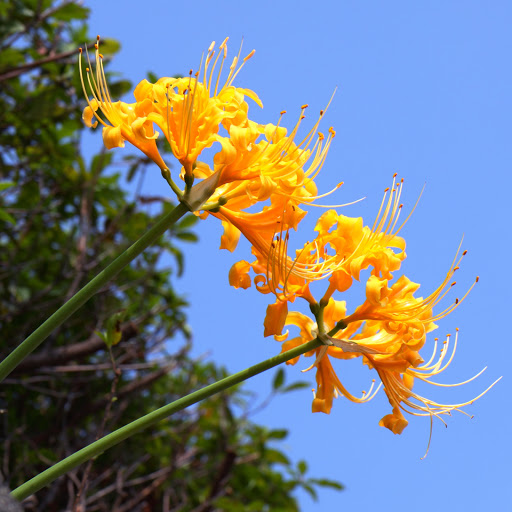 Hd-164243-ascw164243