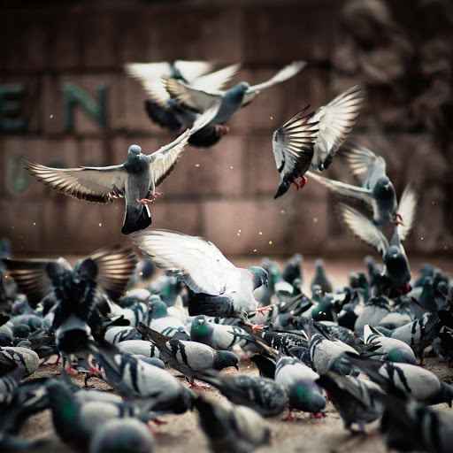 Hd-144221-ascw144221