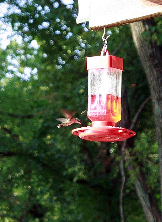 [hummingbird3%255B7%255D.jpg]