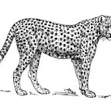 Dibujos de animales salvajes para colorear