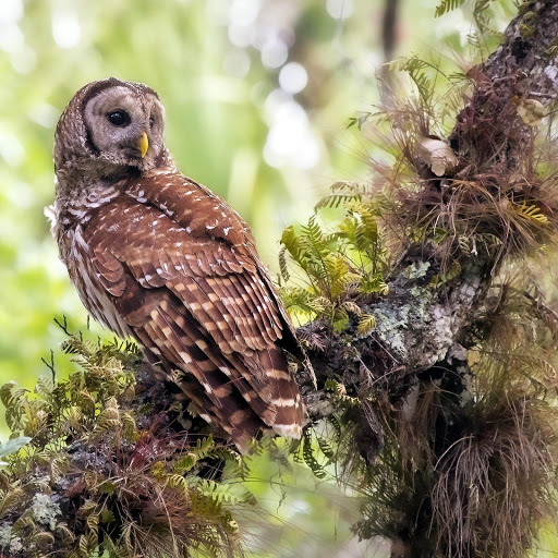 Hd-145009-ascw145009