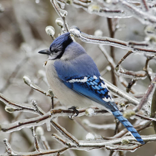 Hd-181264-ascw181264