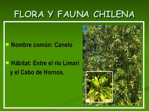 flora y fauna chilena (25)
