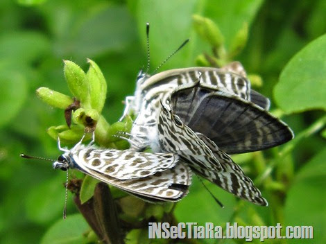 kupu-kupu Zebra Blue atau Plumbago Blue (Leptotes plinius) kawin berempat_2