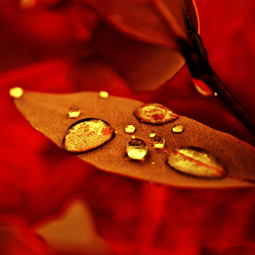 Hd-159110-ascw159110