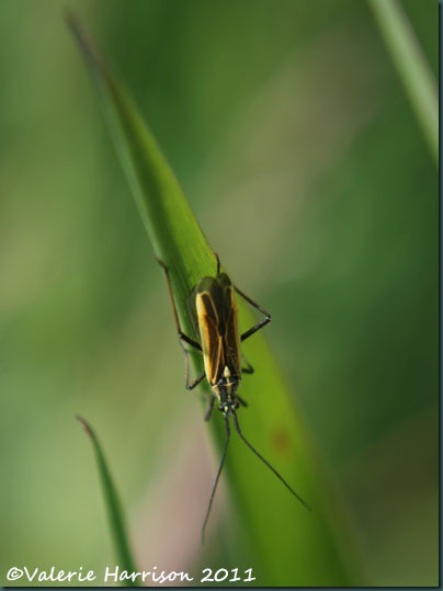 mirid-bug (2)