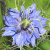 Love-in-a-mist blossom and seed pods