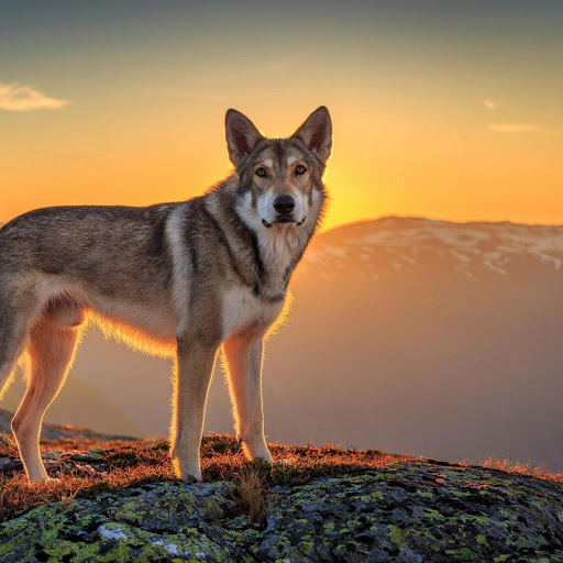 Hd-185747-ascw185747