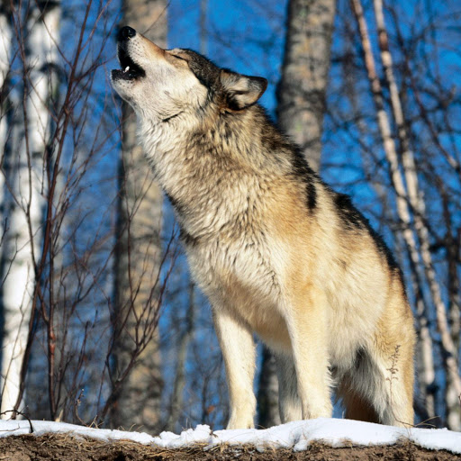 Hd-173303-ascw173303